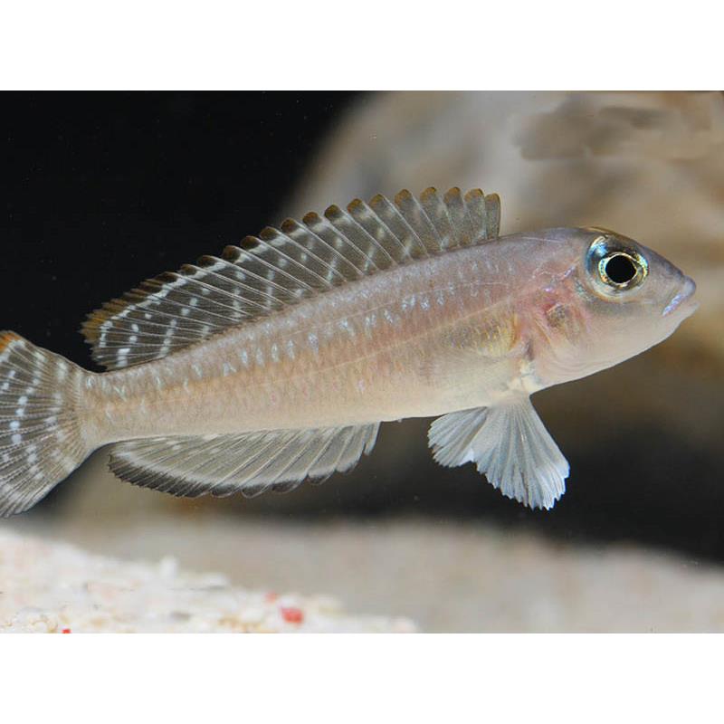 Lamprologus signatus - imagine 5